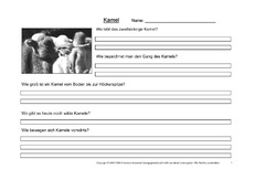 Kamel-Fragen-1.pdf